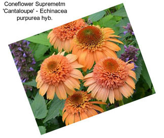 Coneflower Supremetm \'Cantaloupe\' - Echinacea purpurea hyb.