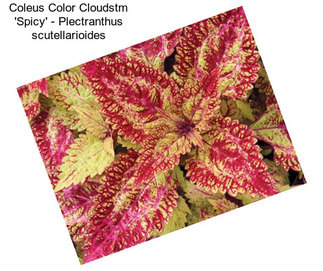 Coleus Color Cloudstm \'Spicy\' - Plectranthus scutellarioides