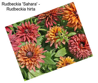 Rudbeckia \'Sahara\' - Rudbeckia hirta