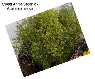 Sweet Annie Organic - Artemisia annua
