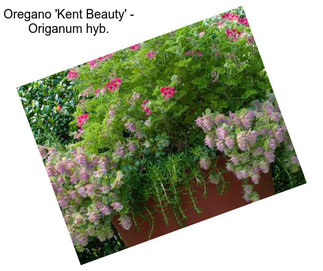Oregano \'Kent Beauty\' - Origanum hyb.