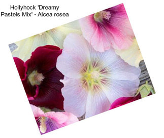 Hollyhock \'Dreamy Pastels Mix\' - Alcea rosea