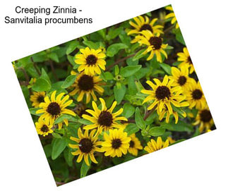Creeping Zinnia - Sanvitalia procumbens