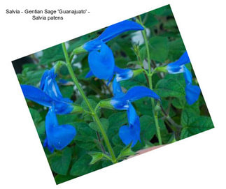 Salvia - Gentian Sage \'Guanajuato\' - Salvia patens