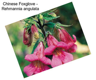 Chinese Foxglove - Rehmannia angulata