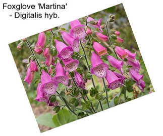 Foxglove \'Martina\' - Digitalis hyb.