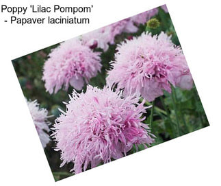 Poppy \'Lilac Pompom\' - Papaver laciniatum