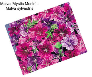 Malva \'Mystic Merlin\' - Malva sylvestris