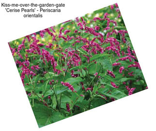 Kiss-me-over-the-garden-gate \'Cerise Pearls\' - Periscaria orientalis