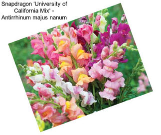 Snapdragon \'University of California Mix\' - Antirrhinum majus nanum