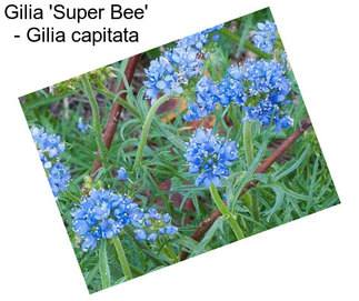 Gilia \'Super Bee\' - Gilia capitata