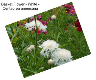 Basket Flower - White - Centaurea americana