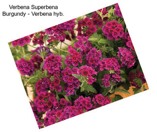 Verbena Superbena Burgundy - Verbena hyb.