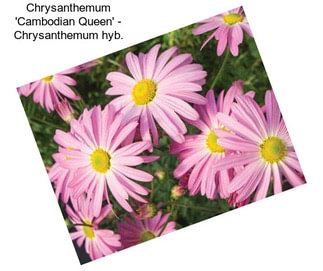 Chrysanthemum \'Cambodian Queen\' - Chrysanthemum hyb.