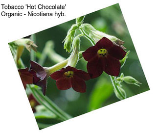 Tobacco \'Hot Chocolate\' Organic - Nicotiana hyb.