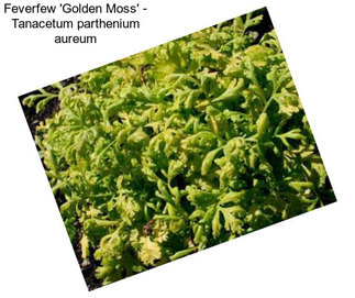 Feverfew \'Golden Moss\' - Tanacetum parthenium aureum