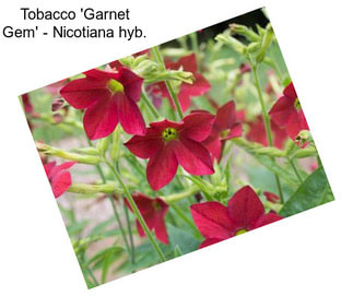 Tobacco \'Garnet Gem\' - Nicotiana hyb.