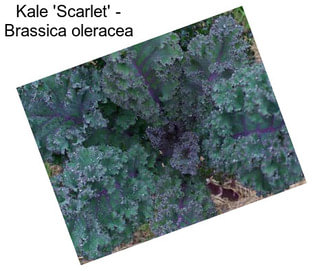 Kale \'Scarlet\' - Brassica oleracea