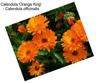 Calendula \'Orange King\' - Calendula officinalis