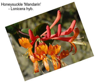 Honeysuckle \'Mandarin\' - Lonicera hyb.
