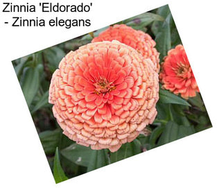Zinnia \'Eldorado\' - Zinnia elegans