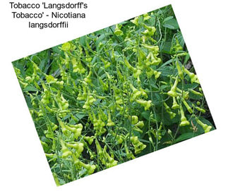 Tobacco \'Langsdorff\'s Tobacco\' - Nicotiana langsdorffii