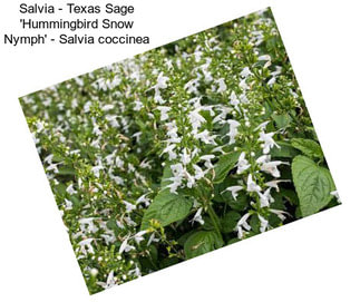 Salvia - Texas Sage \'Hummingbird Snow Nymph\' - Salvia coccinea