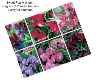 Sweet Pea \'Heirloom Fragrance\' Plant Collection - Lathyrus odoratus
