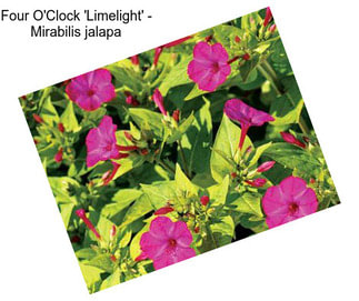 Four O\'Clock \'Limelight\' - Mirabilis jalapa