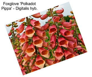 Foxglove \'Polkadot Pippa\' - Digitalis hyb.