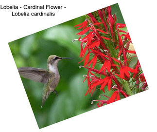 Lobelia - Cardinal Flower - Lobelia cardinalis