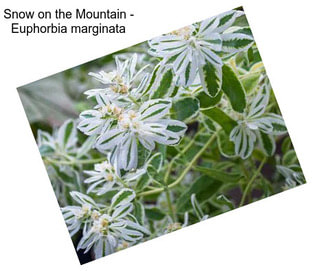 Snow on the Mountain - Euphorbia marginata