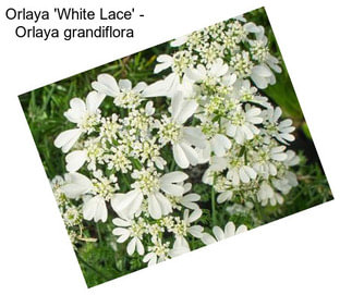 Orlaya \'White Lace\' - Orlaya grandiflora