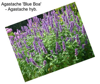 Agastache \'Blue Boa\' - Agastache hyb.