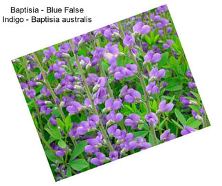 Baptisia - Blue False Indigo - Baptisia australis