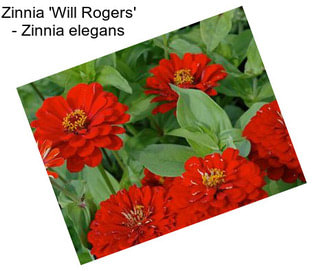 Zinnia \'Will Rogers\' - Zinnia elegans