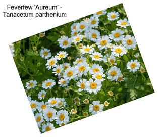 Feverfew \'Aureum\' - Tanacetum parthenium