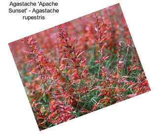 Agastache \'Apache Sunset\' - Agastache rupestris