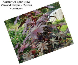 Castor Oil Bean \'New Zealand Purple\' - Ricinus communis