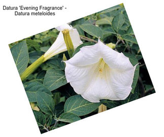 Datura \'Evening Fragrance\' - Datura meteloides
