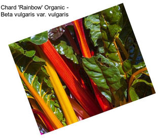 Chard \'Rainbow\' Organic - Beta vulgaris var. vulgaris