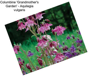 Columbine \'Grandmother\'s Garden\' - Aquilegia vulgaris