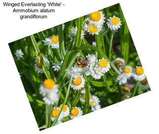Winged Everlasting \'White\' - Ammobium alatum grandiflorum