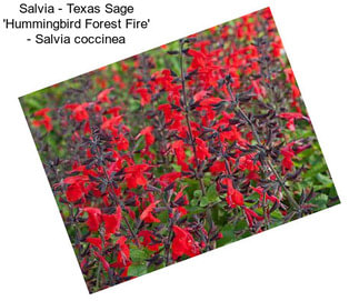 Salvia - Texas Sage \'Hummingbird Forest Fire\' - Salvia coccinea