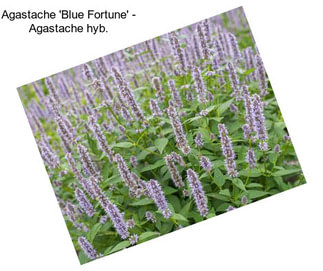 Agastache \'Blue Fortune\' - Agastache hyb.