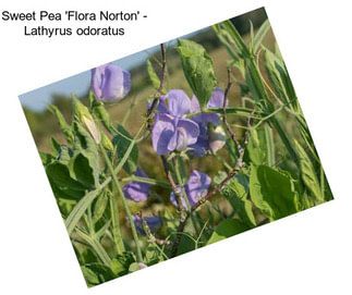 Sweet Pea \'Flora Norton\' - Lathyrus odoratus