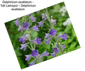 Delphinium exaltatum - Tall Larkspur - Delphinium exaltatum