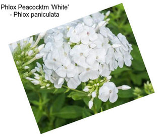 Phlox Peacocktm \'White\' - Phlox paniculata