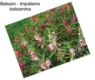 Balsam - Impatiens balsamina