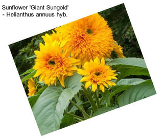 Sunflower \'Giant Sungold\' - Helianthus annuus hyb.